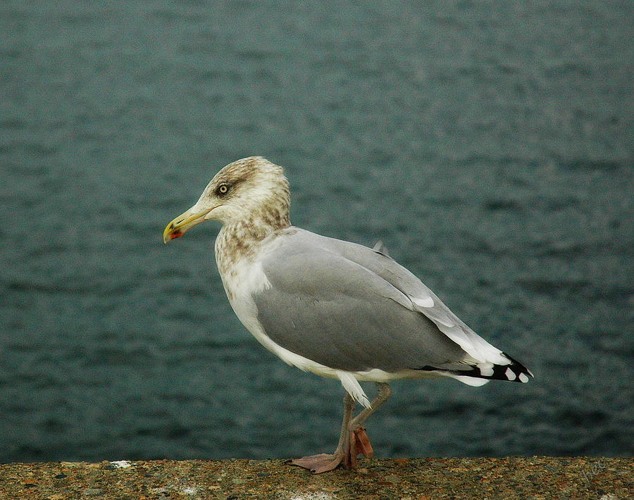 Herring Gull Photograph by Bruce Carpenter