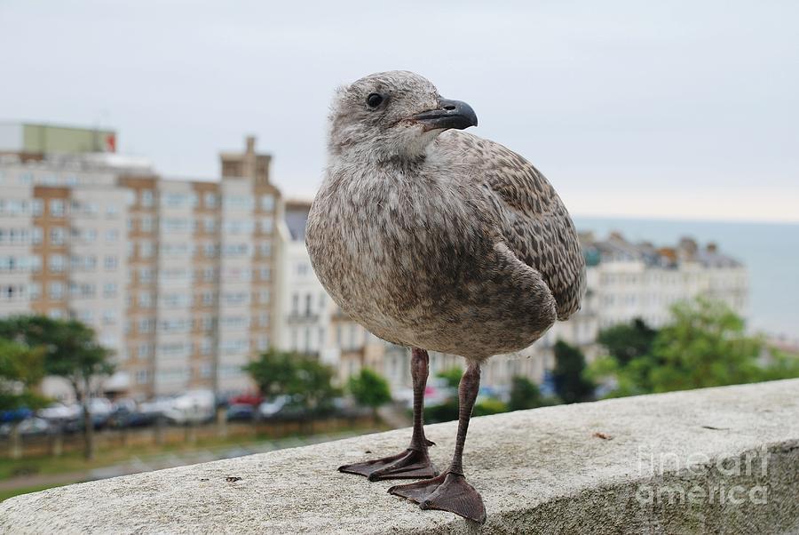 Herring Gull chick Photograph by David Fowler