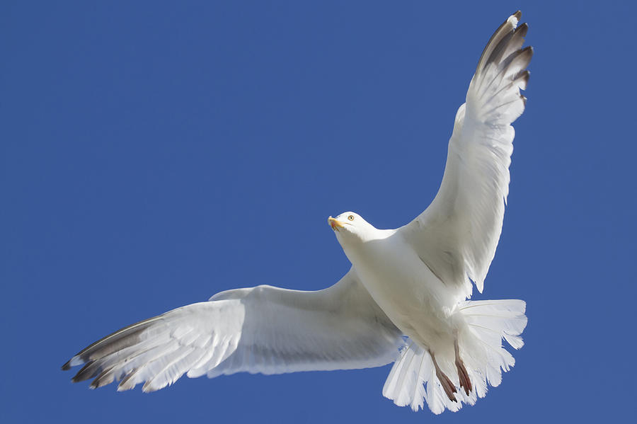 Herring Gull Photograph by Chris Smith