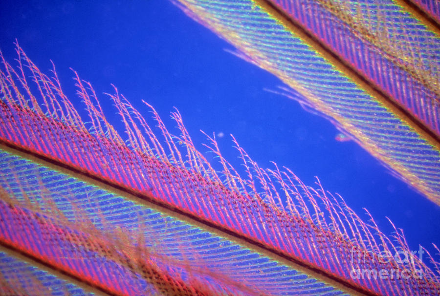 Herring Gull Feather Photograph by Patrick J. Lynch