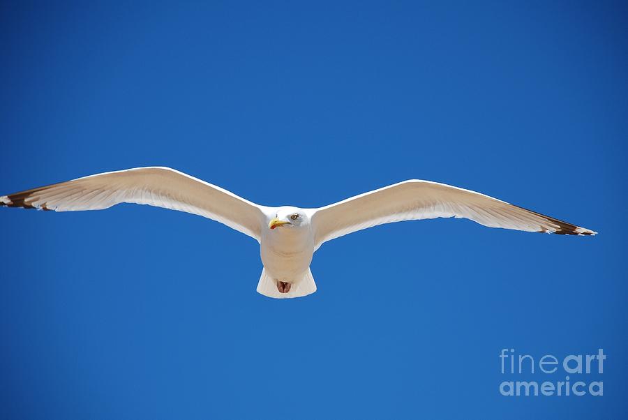 Herring Gull in flight Photograph by David Fowler