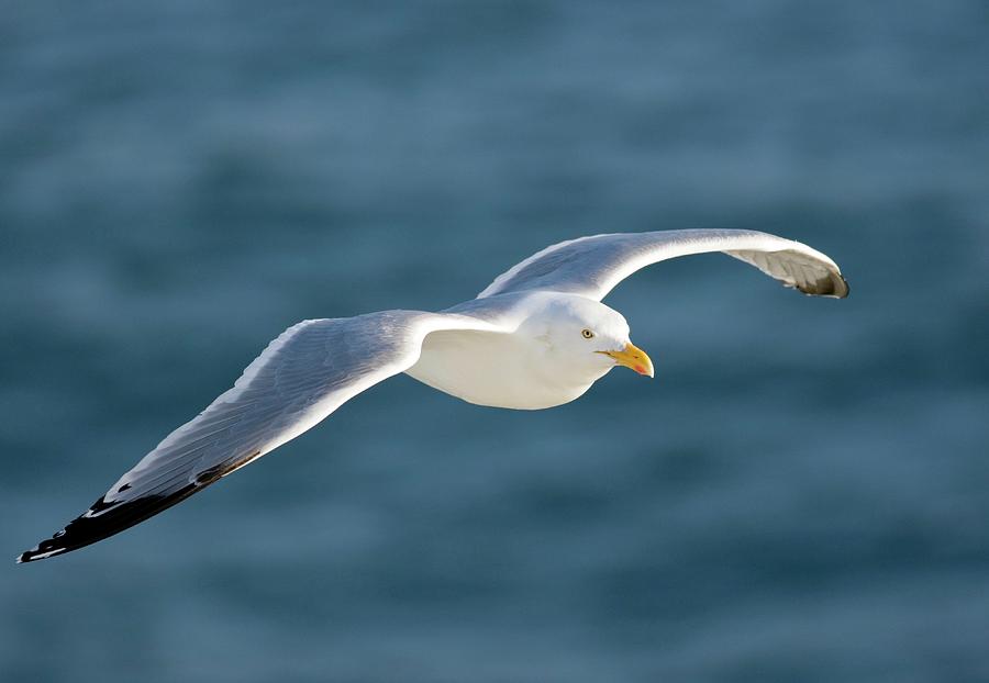 Spring Photograph - Herring Gull In Flight by John Devries/science Photo Library