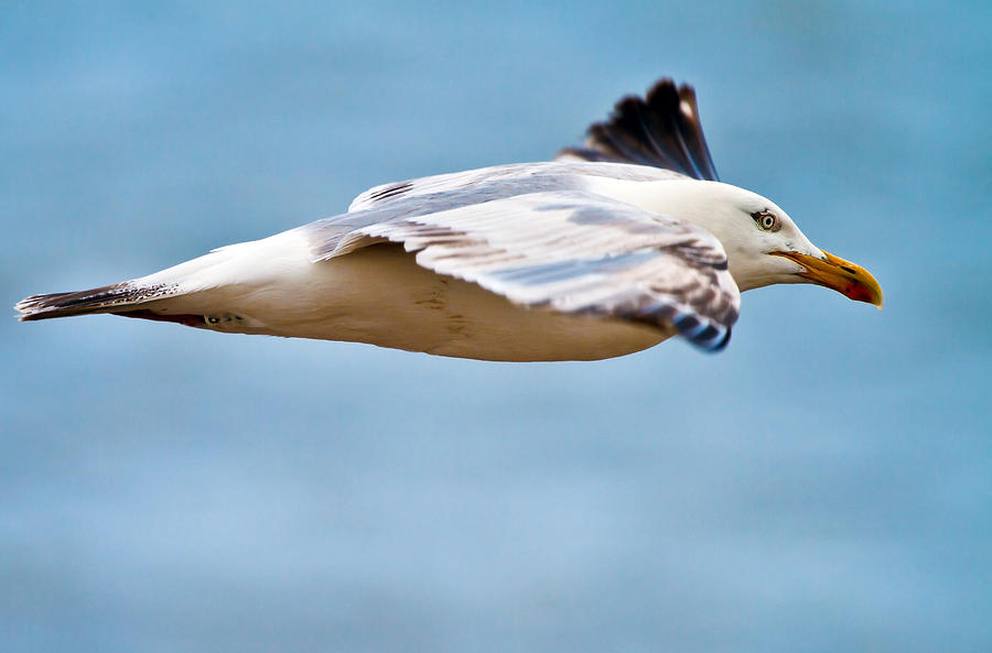 Bird Photograph - Herring Gull In Flight by Mr Bennett Kent