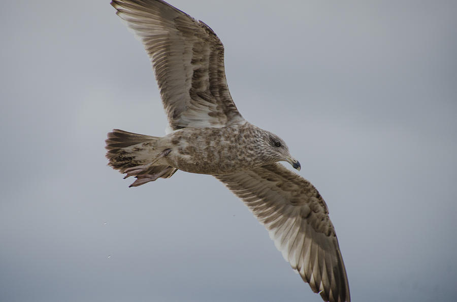 Herring Gull in Winter Photograph by Beth Sawickie
