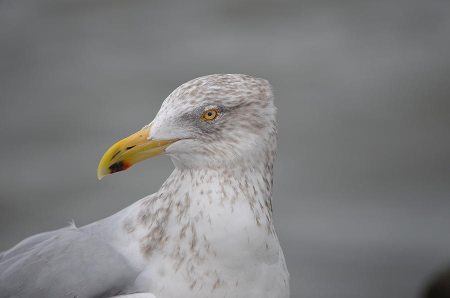 Herring Gull Photograph by James Petersen