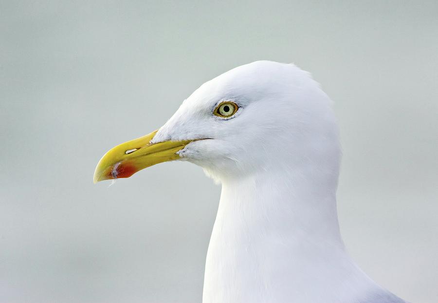 Winter Photograph - Herring Gull by John Devries/science Photo Library