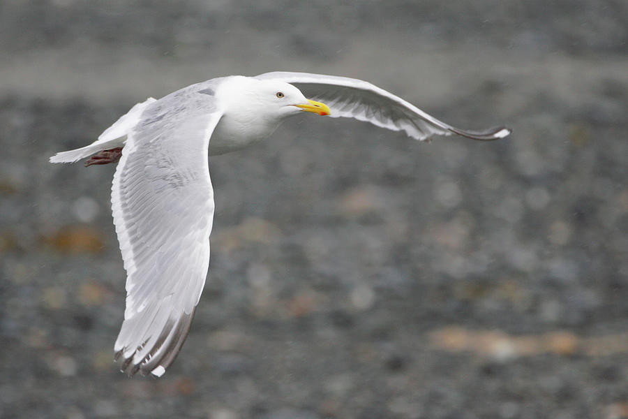 Katmai National Park Photograph - Herring Gull by Manuel Presti/science Photo Library