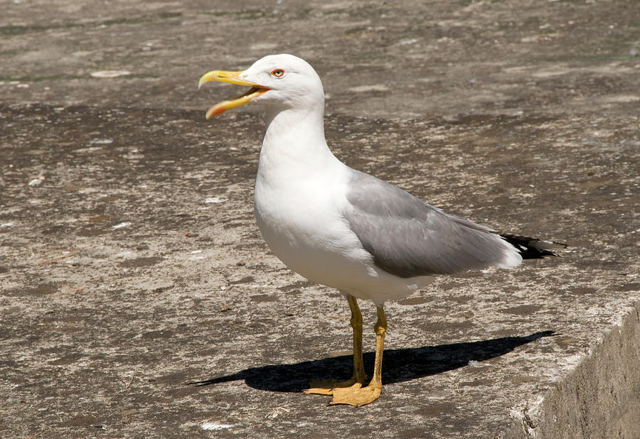 Bird Photograph - Herring Gull by Nigel Downer
