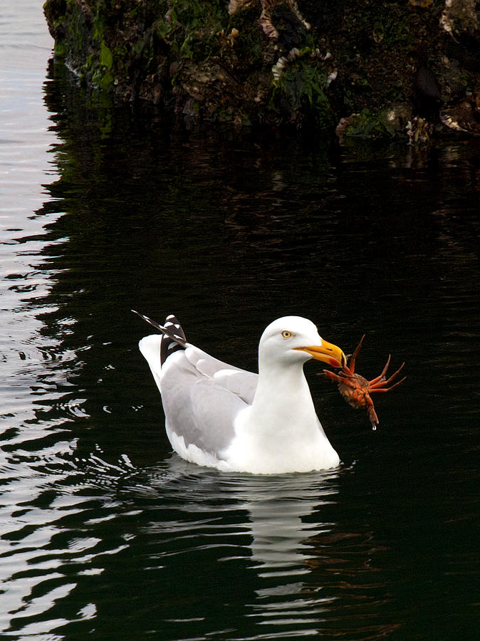 Herring Gull with Crab Photograph by David Beebe