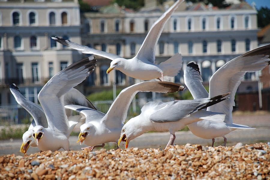 Herring Gulls Photograph by David Fowler