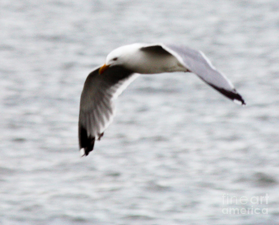 Feather Photograph - Herring Seagull in Full Flight by John Telfer