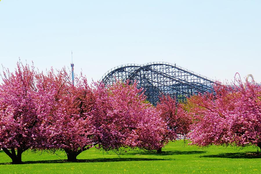 Tree Photograph - Hershey Park Rollercoaster by Jeanette Oberholtzer