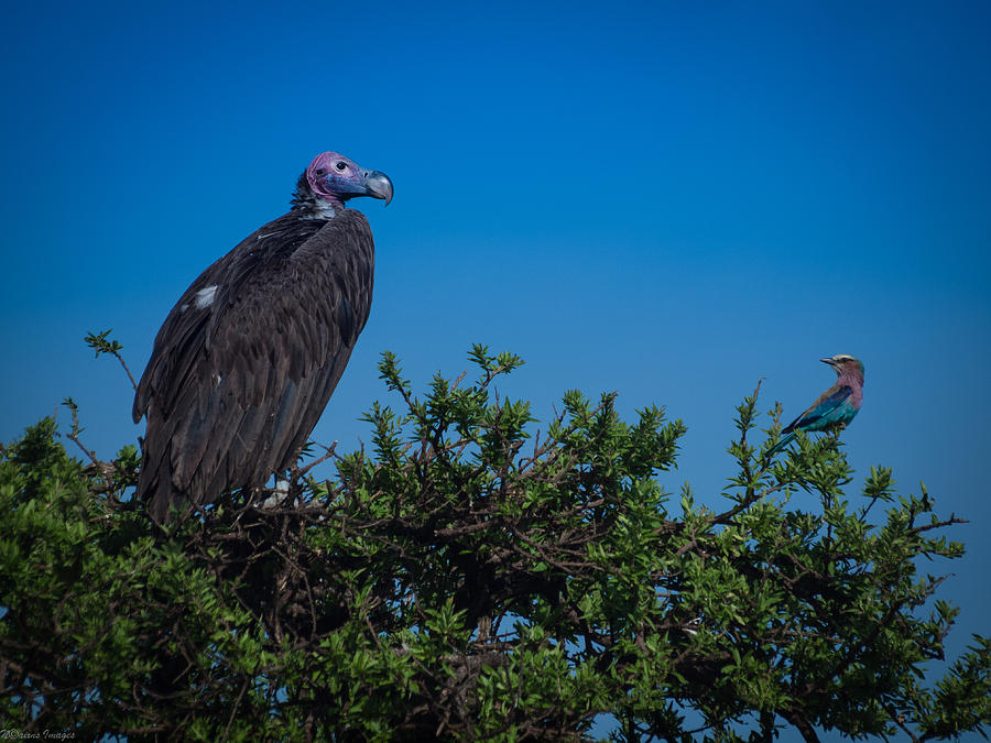 He's behind you Photograph by Nicholas Cairns - Fine Art America