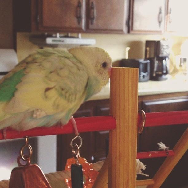 Parakeet Photograph - Hes So Talkative In The Mornings 😬 by Bella Cupcake