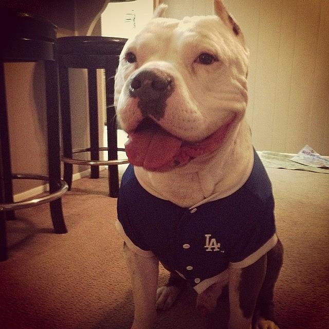 Pitbull Photograph - Hes The Most Handsome In His Dodgers by Bella Cupcake
