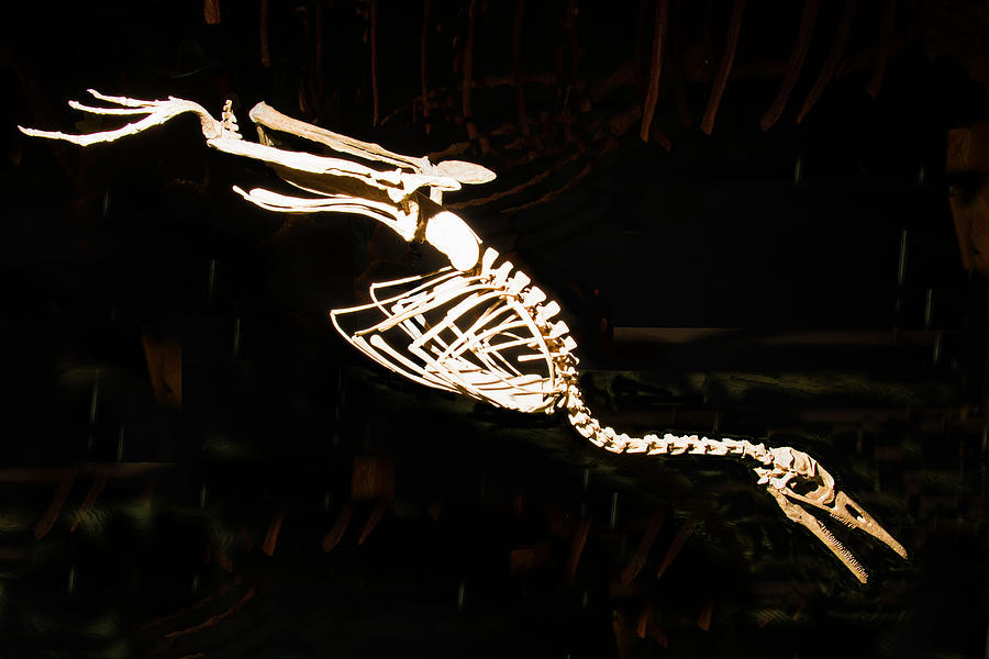 Hesperornis Gracilis Bird Fossil Photograph by Millard H. Sharp