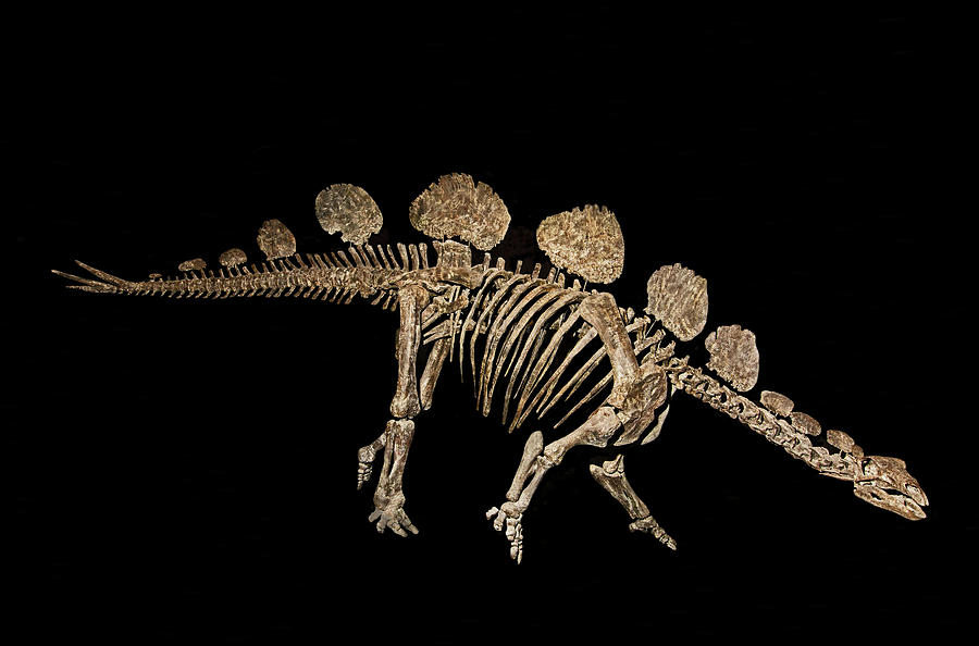 Hespersaurus Photograph by Millard H. Sharp - Pixels