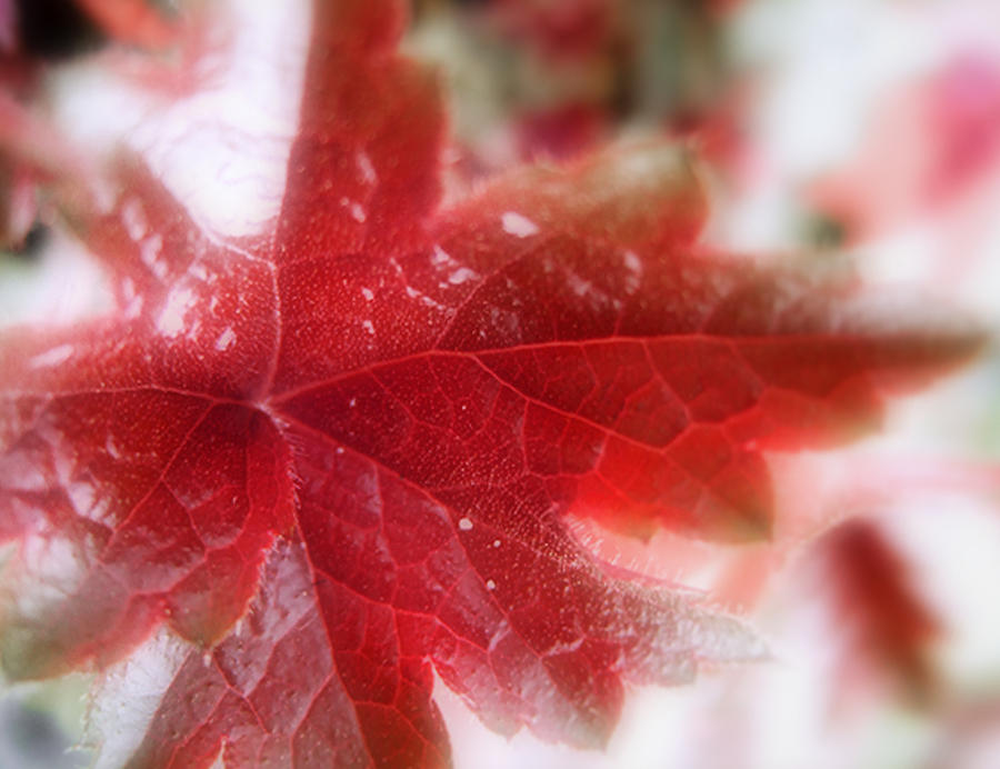 Back Lit Beauty Red Leaf Photograph by Louise Kumpf