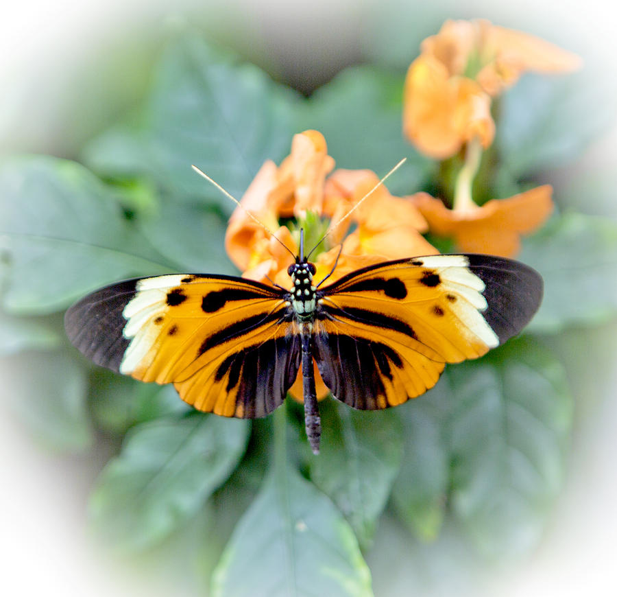 Butterfly Photograph - Hewitsons Tiger Butterfly On Orange Flower by Her Arts Desire