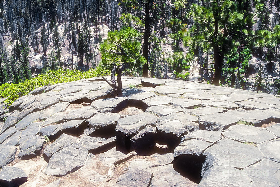 Hexagon Shaped Stepping Stones Photograph By Bob Phillips