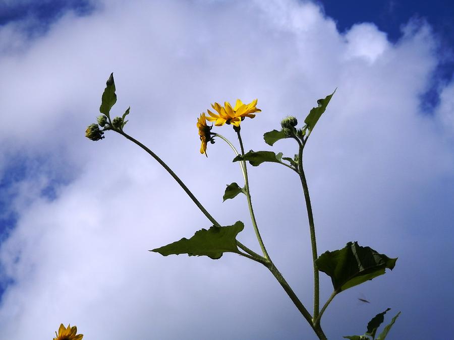 Sunflower High in the Sky Photograph by Belinda Lee