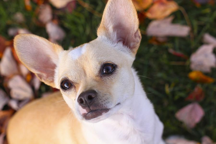 Hey Handsome Photograph by Chihuahua Kisses - Fine Art America