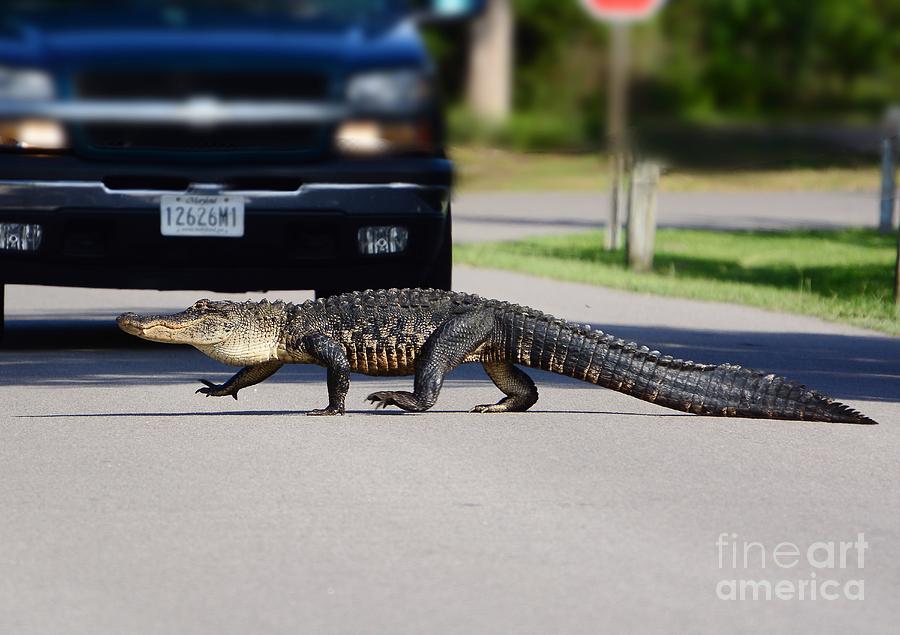 Alligator Photograph - Hey Im Walkin Here by Kathy Baccari