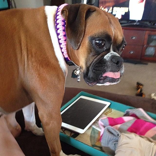 Dog Photograph - Hey Ma! Whats The Code To The Ipad by Susan Scott 