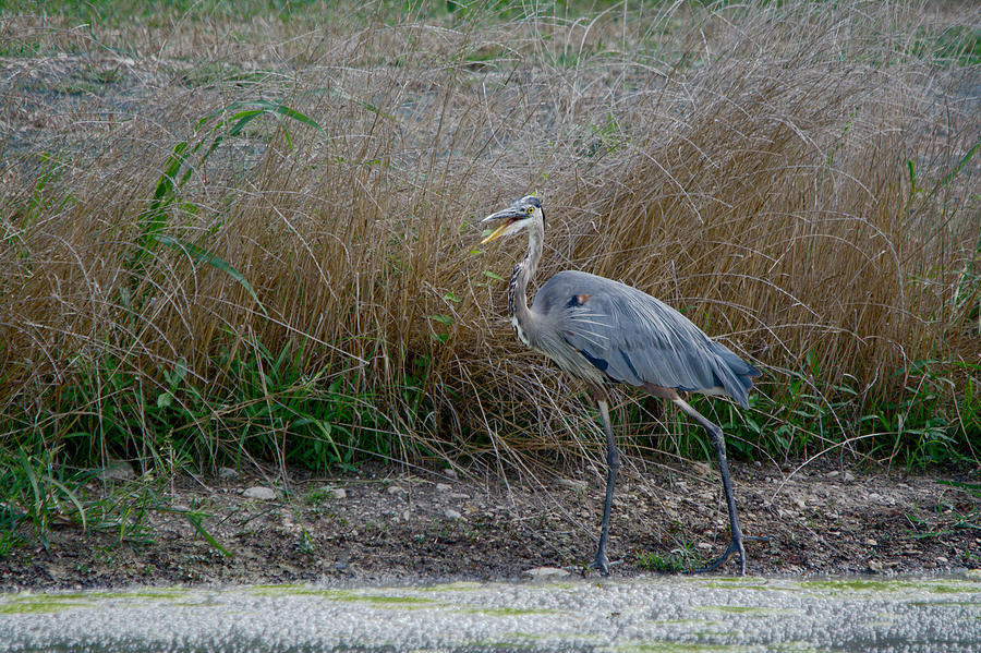 Heron Photograph - Hey There Cameraman by Roy Williams