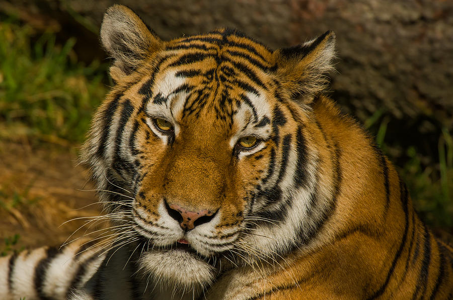 Hey Tiger Photograph by Willie McHale | Fine Art America