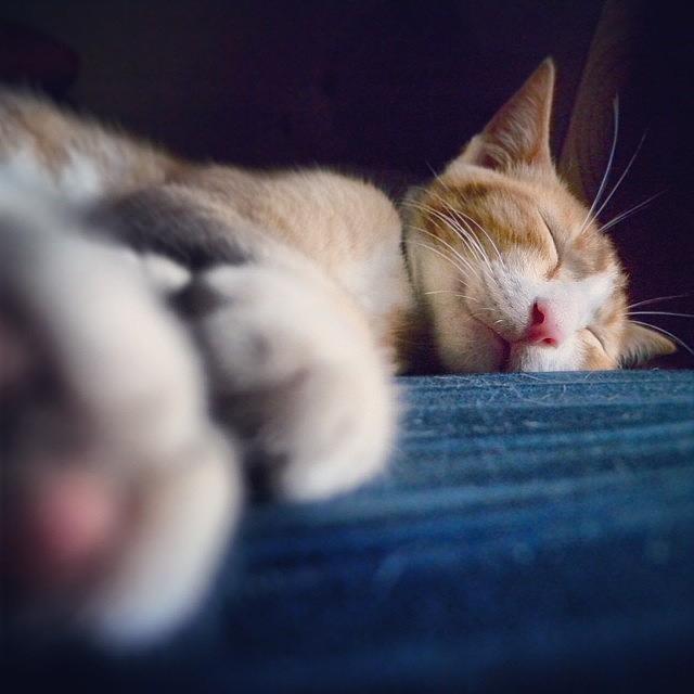 Animal Photograph - Hey Wake Up Lazy Boy ! #cat #animal by Dani Daniar