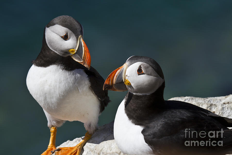 Two Puffins in Front of the Sea Photograph by Heiko Koehrer-Wagner