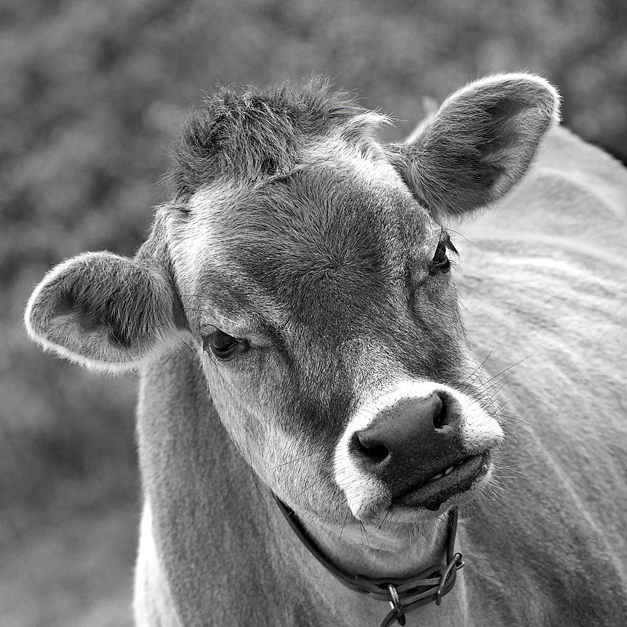 Hey - You Think Im Funny - Cow BW Photograph by Gill Billington