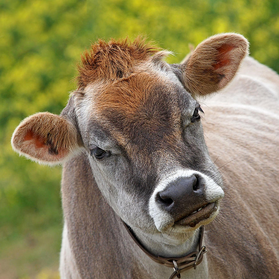 Hey - You Think Im Funny - Cow Photograph by Gill Billington