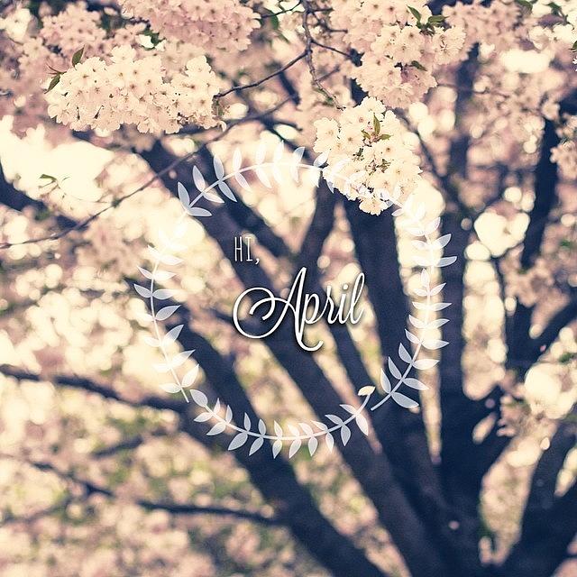 Spring Photograph - Hi, April #april #cherryblossum by Charlotte Tai