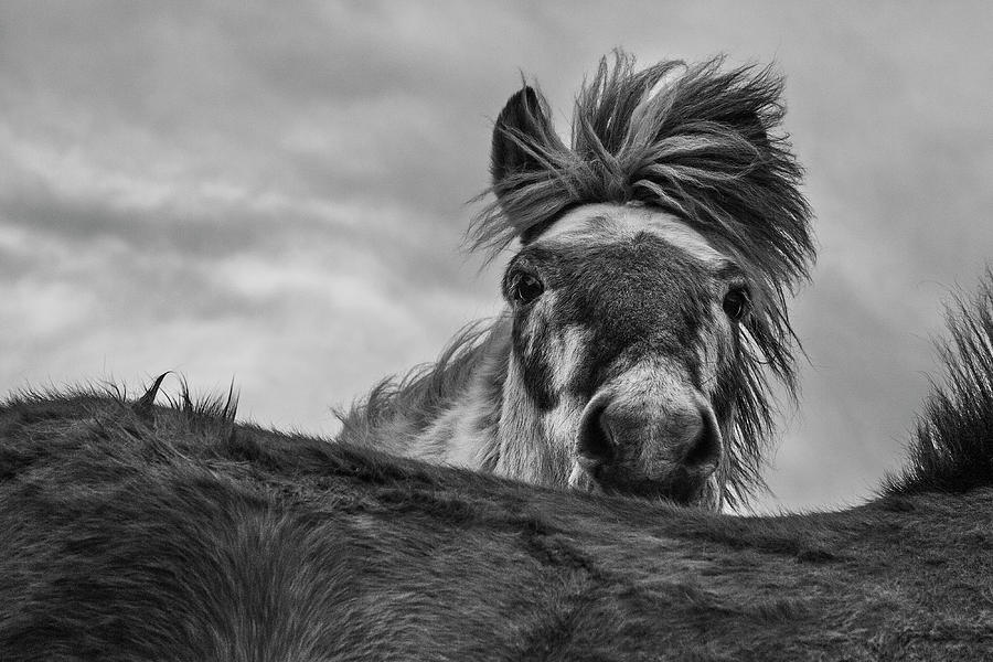 Animal Photograph - Hi! by Bragi Ingibergsson -