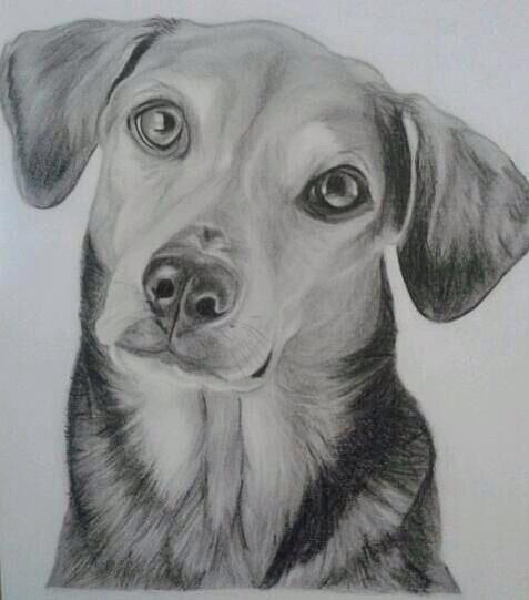 Hi Doggy Drawing by Siti Julaikha Yulianni