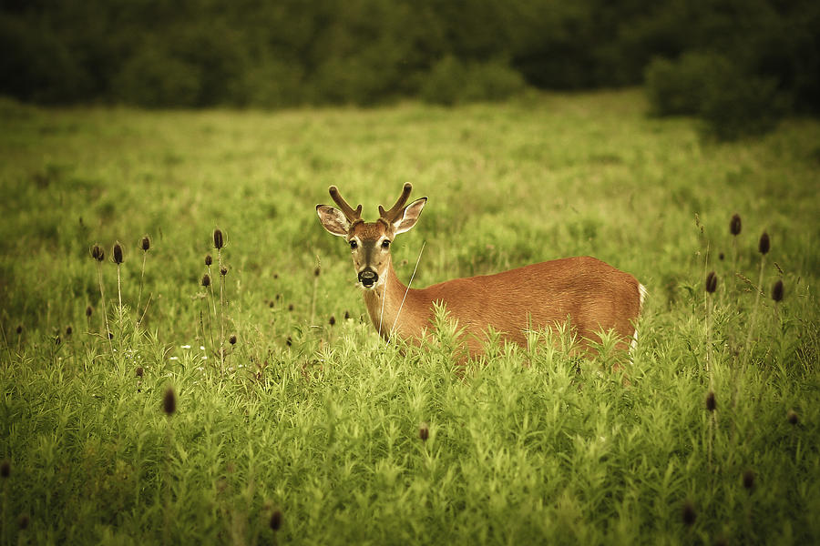 Deer Photograph - Hi by Shane Holsclaw