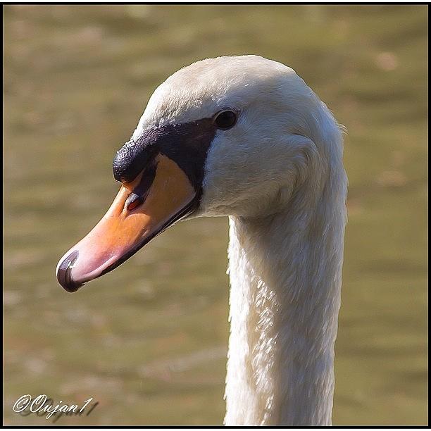 Nature Photograph - Hi There!! A Closeup To A Swan In Lake by Ahmed Oujan
