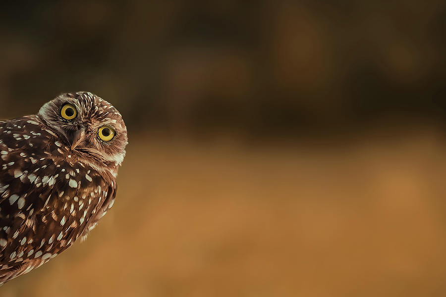 Owl Photograph - Hi There! by Marcus Hennen
