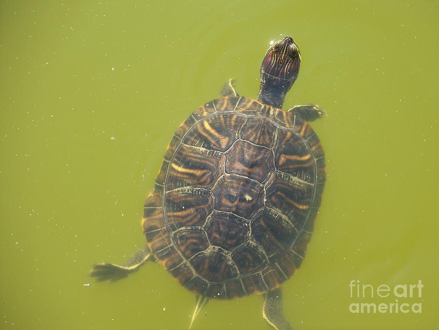 Turtle Photograph - Hi There Turtle by Kevin Croitz