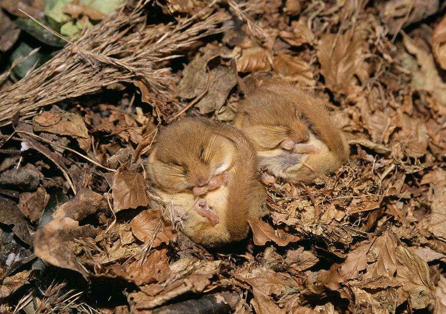 Hibernating Dormice Photograph By M Watson Pixels