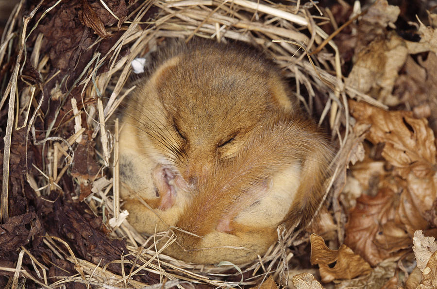 Hibernating Dormouse Photograph by M. Watson