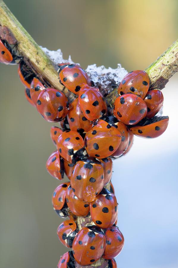 Winter Photograph - Hibernating Ladybirds by Simon Booth/science Photo Library