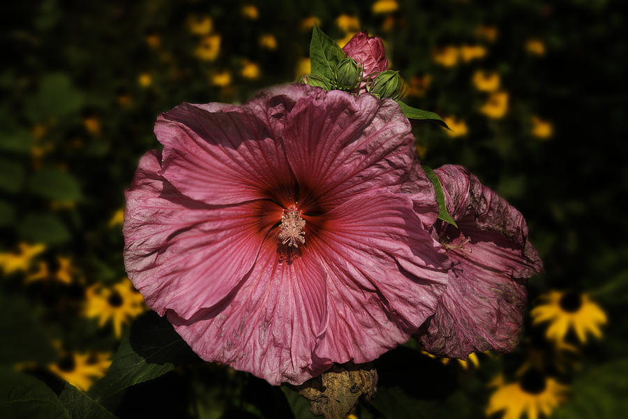 Hibiscus 1 Photograph by Thomas Young