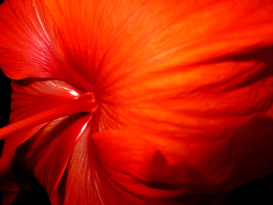 Flower Photograph - Hibiscus 11 by M Landis