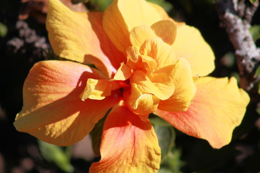 Hibiscus 2 Photograph By Gayle Berry Fine Art America