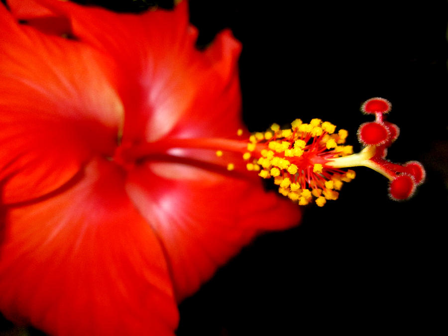 Flower Photograph - Hibiscus 2 by Monte Landis