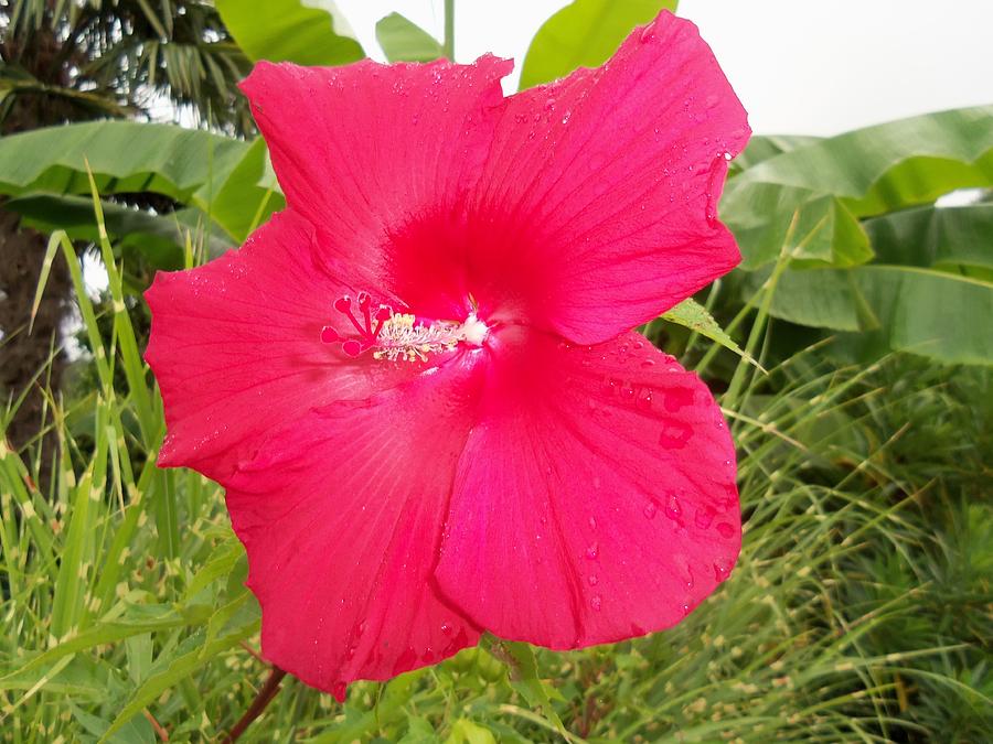 Flower Photograph - Hibiscus 2 by Ron Kandt