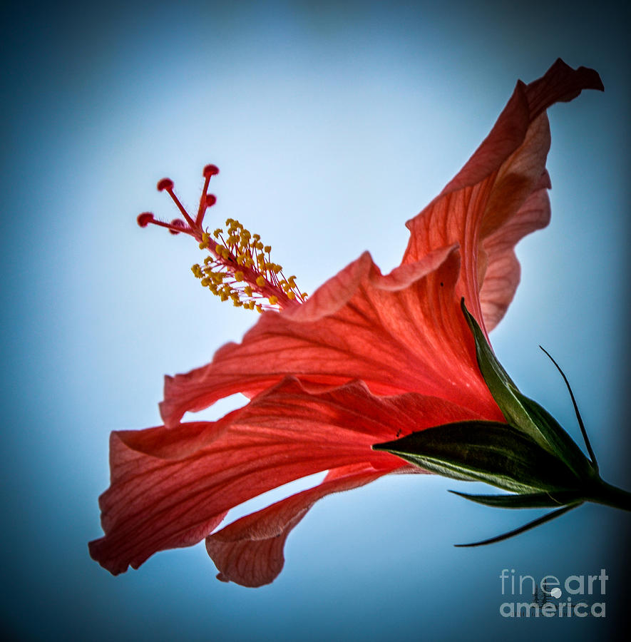 Hibiscus 2 Photograph by Ronald Grogan